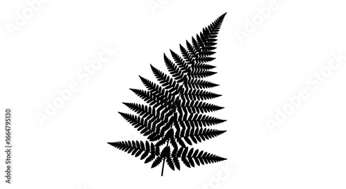 elegant black fern silhouette highresolution png with transparent background perfect for design projects digital crafts