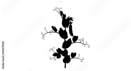 highresolution transparent background pea plant silhouette perfect for design projects websites and app interfaces