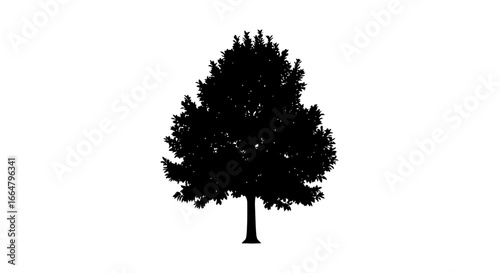 highresolution transparent background tree silhouette isolated vector graphic for design projects websites and print media