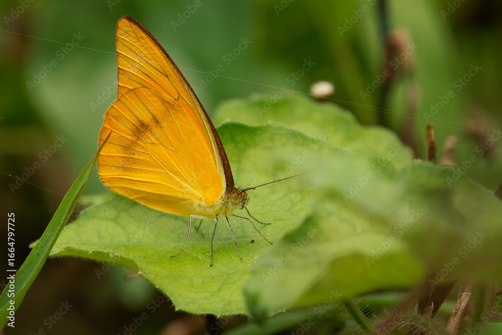 Obraz premium Butterfly Appias galba - Indian Orange Albatross in family Pieridae, species from Vietnam, beautiful tropical orange butterfly in the green background