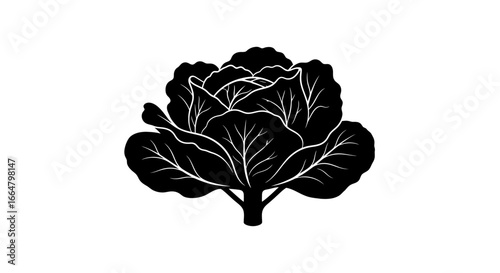 premium transparent background cabbage silhouette isolated vector illustration for website design logos and app icons