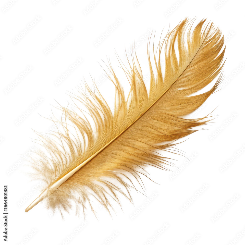 Fototapeta premium Golden feather isolated on transparent background