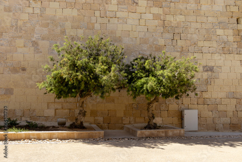 Stunted trees inside Fort St Elmo in Valletta