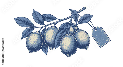 Vintage blue lemons on branch with label: detailed botanical art