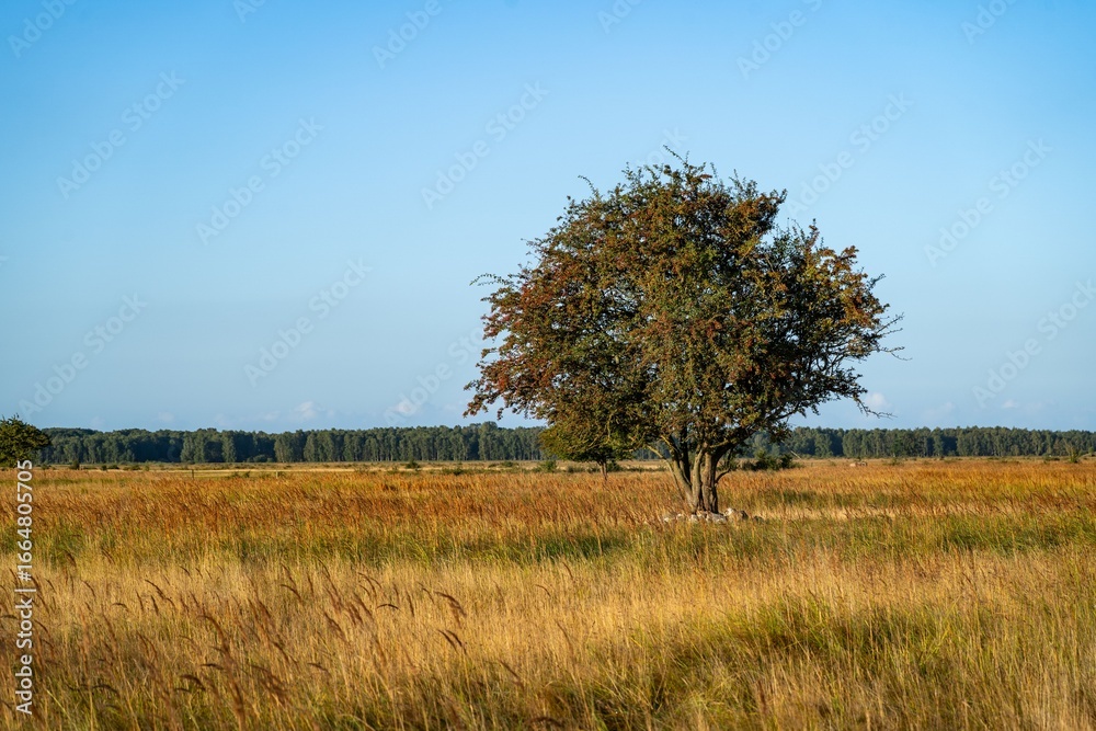 Fototapeta premium Solitary Tree in Open Field
