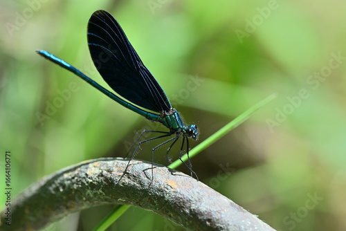 Banded demoiselle holding a blade of grass above the water by the river