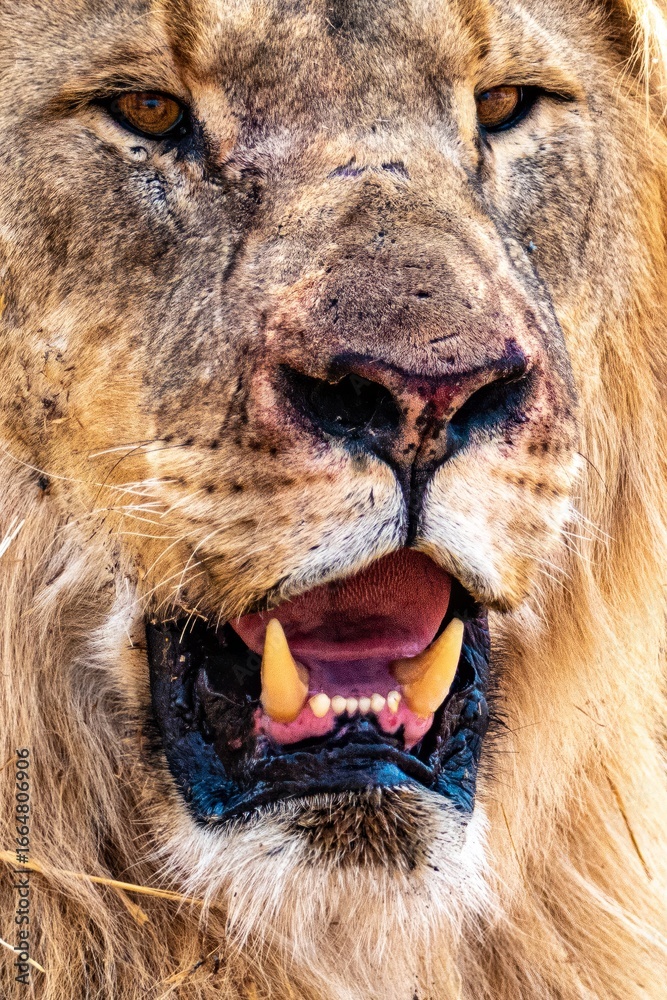 Naklejka premium Bunte Tierwelt im Etosha Nationalpark