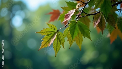Autumn leaves vibrant colors fall foliage nature photography season tree