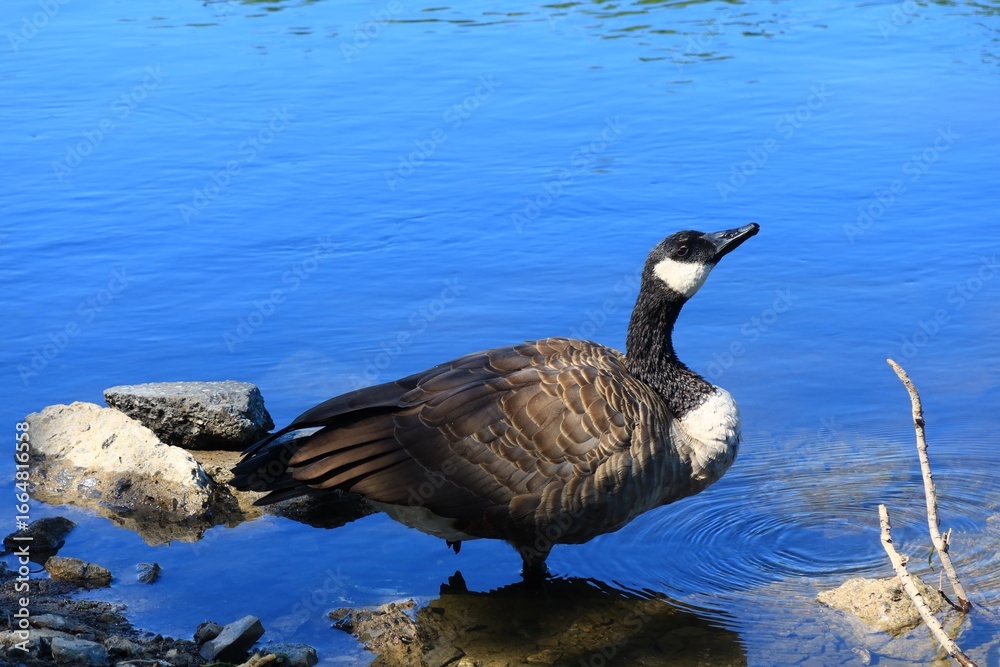 Obraz premium Canada goose（カナダ雁）