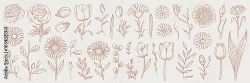 Light brown flower doodle vector set – Great for vintage invitations, packaging, or feminine branding.