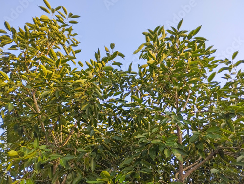 Wallpaper Mural Green Tree Canopy Against Clear Blue Sky Torontodigital.ca
