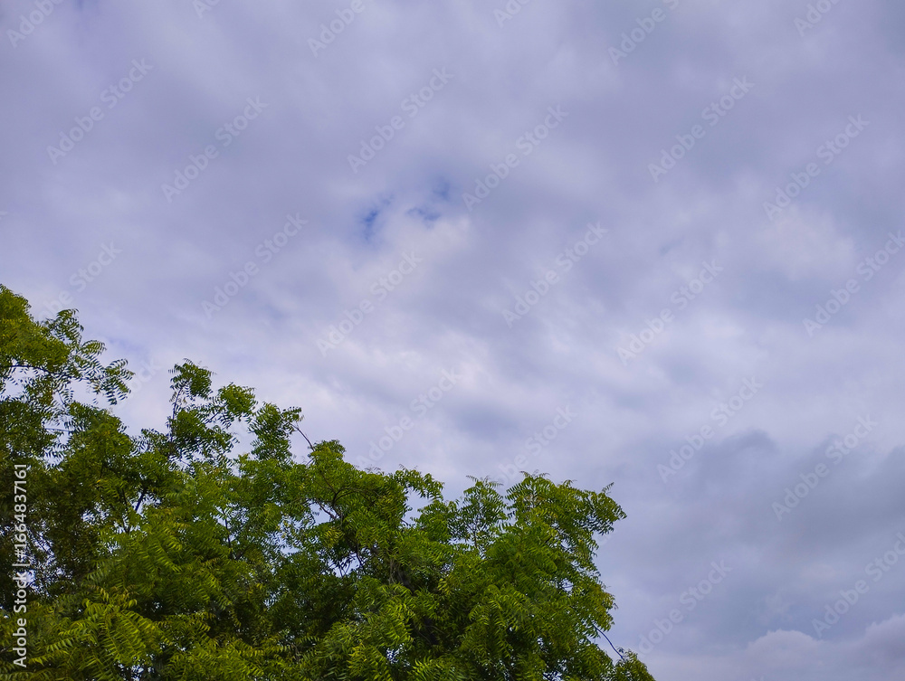 Obraz premium Green Tree Canopy Under a Cloudy Sky