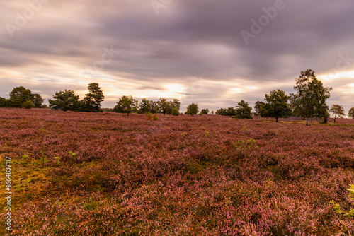 The beautiful Lüneburg Heath in full bloom, with a wonderful sky.