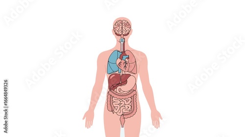 An anatomical diagram of a human body, showcasing internal organs, including the brain, heart, and lungs text