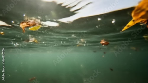 Underwater scene showcasing floating leaves and debris in a tranquil water body with sunlight