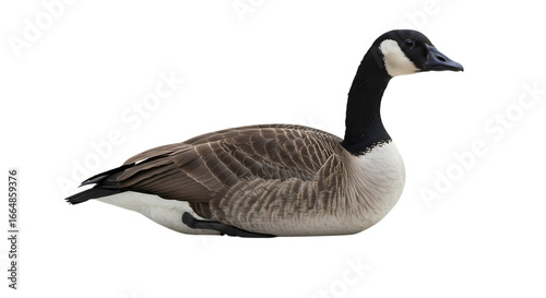 Canada Goose Profile View on Black Background isolated on transparent background
