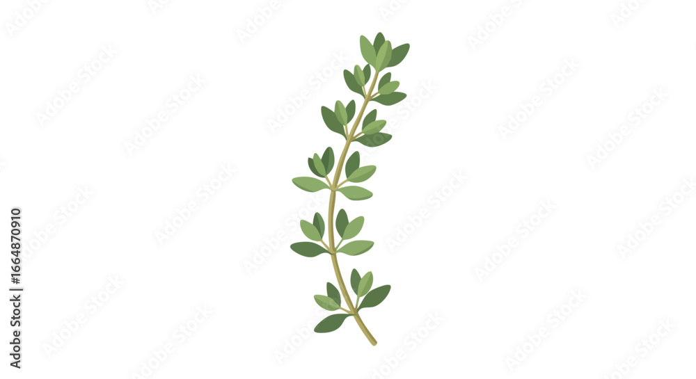 Fototapeta premium Delicate sprig of fresh green herbs with small oval leaves and slender stems suitable for culinary and herbal uses illustrating natural plant