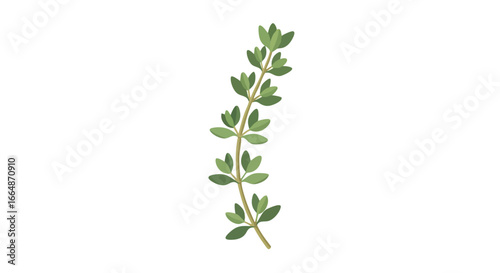 Delicate sprig of fresh green herbs with small oval leaves and slender stems suitable for culinary and herbal uses illustrating natural plant