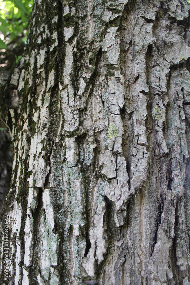 Fototapeta premium Rough, peeling bark of a strong walnut tree trunk, against a background of green foliage.