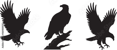 Set of Flying Bird Silhouettes Vector

Black Birds in Flight Silhouette Illustration

Crow and Raven Silhouette Design Collection