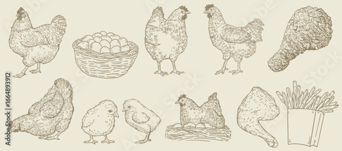 chicken breeding, animal husbandry farm hen hand drawn vector, vector sketches on white
