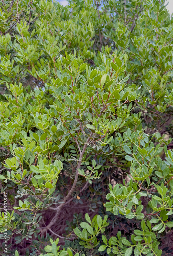 Obraz premium Closeup of lentisk plant branch with clusters of red fruits and green leaves