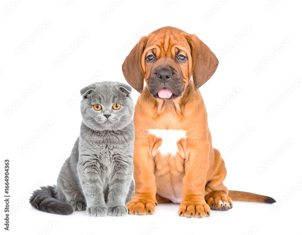 Obraz premium Cute dog and cat, sitting, side-by-side