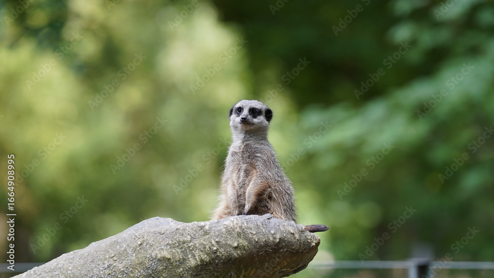 Fototapeta premium Surikatka, Meerkat