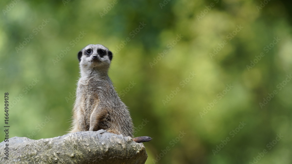 Fototapeta premium Surikatka, Meerkat