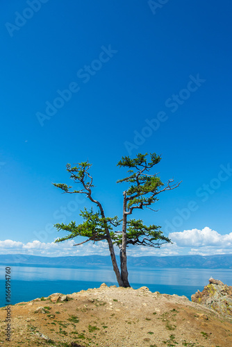 Lonely tree on cliffside overlooking lake Baikal under vibrant blue sky.