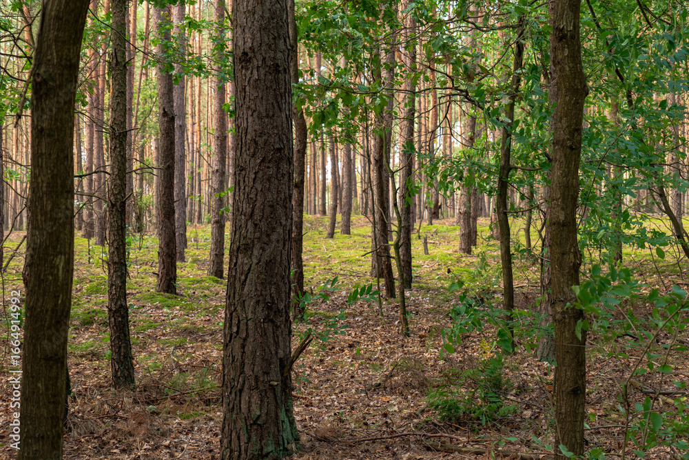 Fototapeta premium Dense Pine Forest with Sunlight Filtering Through in Nowy Lubiel, Poland