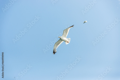 Seagull Soaring Through Cloudy Sky