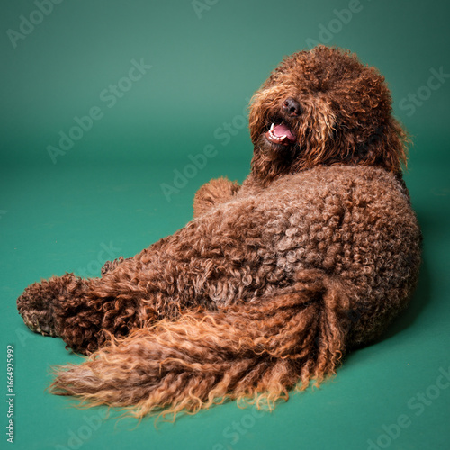 Portrait of a barbet