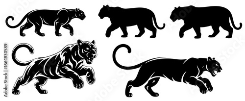 Majestic Tiger Silhouette animal wild