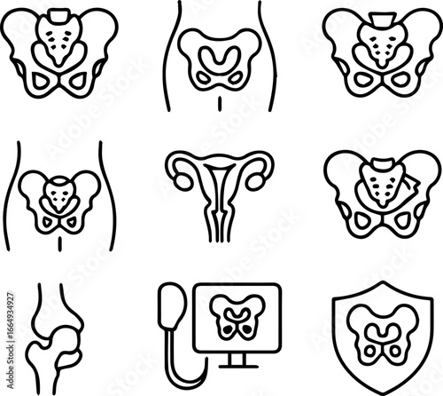 Pelvic Bone Reproductive Organs and Knee Joint Line Art Icons Set.