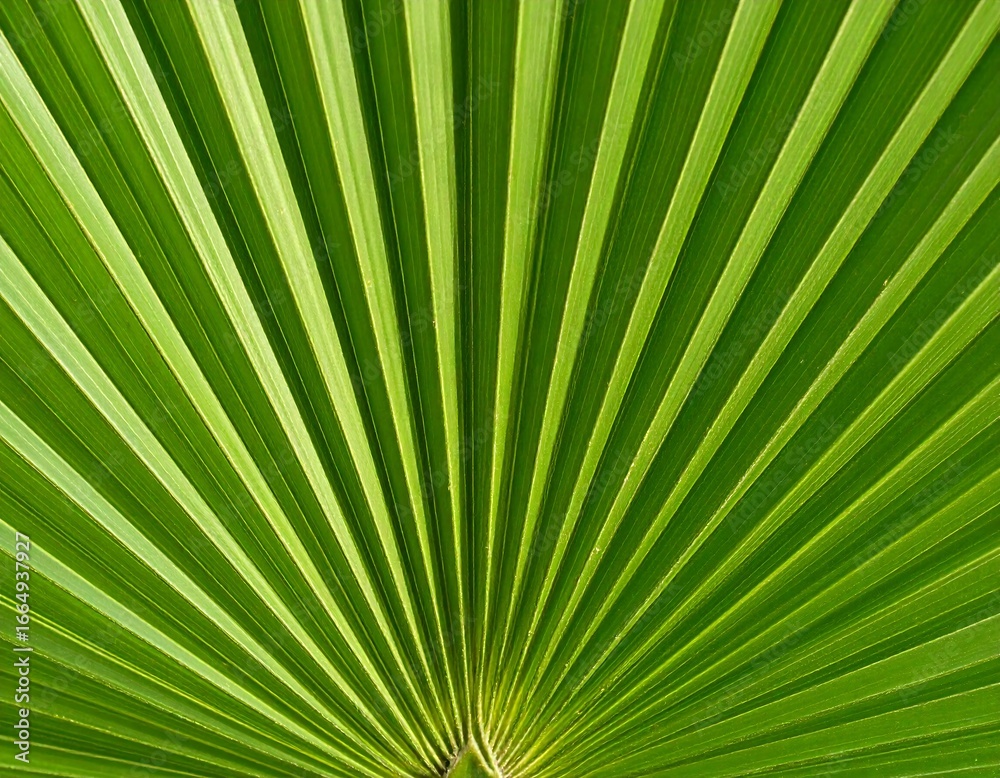 Obraz premium Close-up of a vibrant palm frond