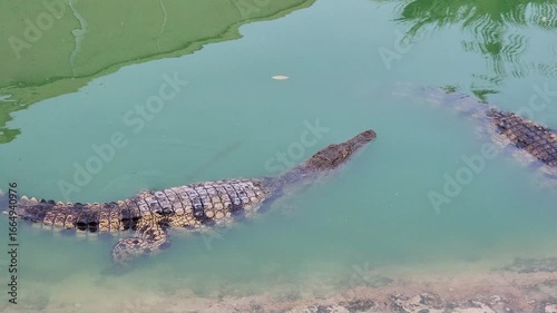 Two crocodiles swimming in murky green water with their heads and backs visible above the surface