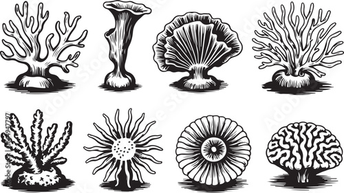 A Collection of Detailed Black-and-White Engravings of Various Corals and Marine Sponges from the Ocean Floor