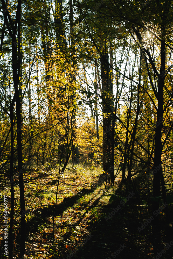 Fototapeta premium Autumn forest landscape with woodland road