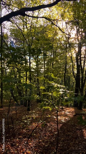 Vertical video of autumn forest with branches swaying in the wind