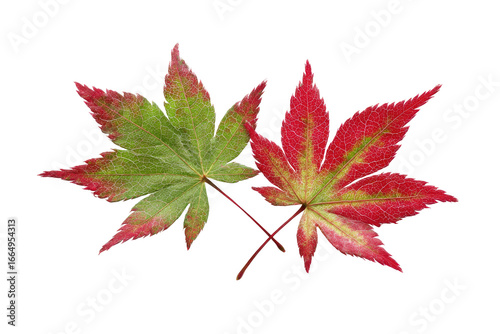 Two vibrant Japanese maple leaves, autumnal colors