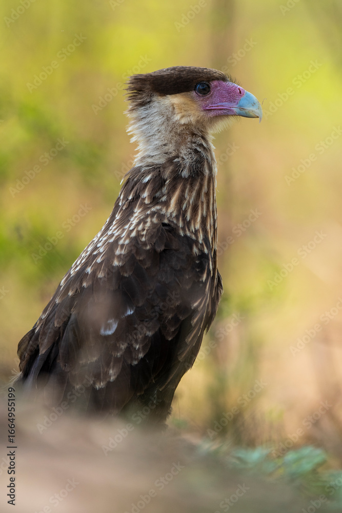 Fototapeta premium Southern Caracara (Polyborus plancus) , Tierra del Fuego, Patagonia, Argentina