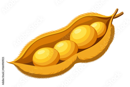 Open soybean pod with ripe yellow beans inside, , illustration