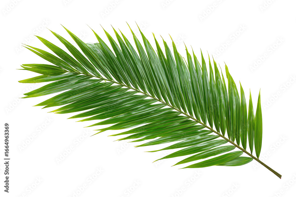 Close-up of a palm frond. Bright green fronds with serrated edges. Isolated against black background. Botanical detail Close-up of a palm frond. Bright green fronds with serrated edges. Isolated against black background. Botanical detail