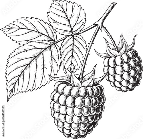 Engraved vintage illustration of a raspberry with detailed leaves and realistic texture 
