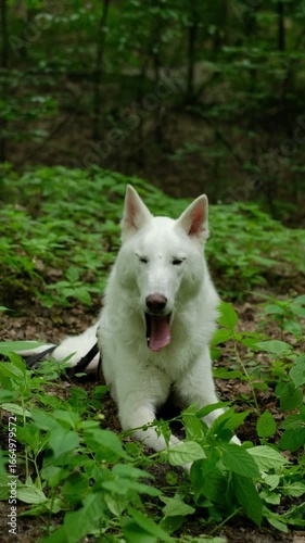 White West Siberian Laika dog lying in forest