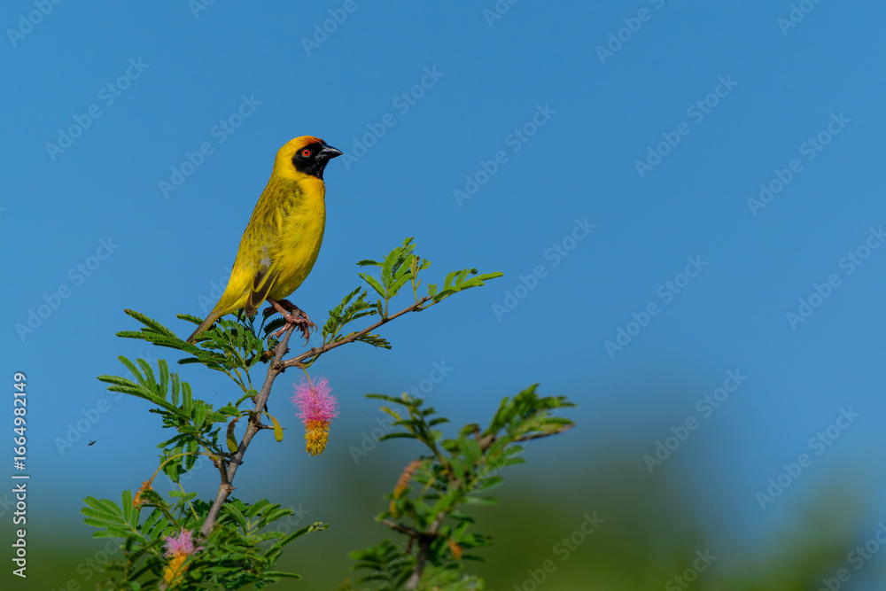 Naklejka premium Southern masked weaver ( Ploceus velatus) sitting in top of a bush with colorful flowers in a game reserve near the Mkuze Falls in South Africa