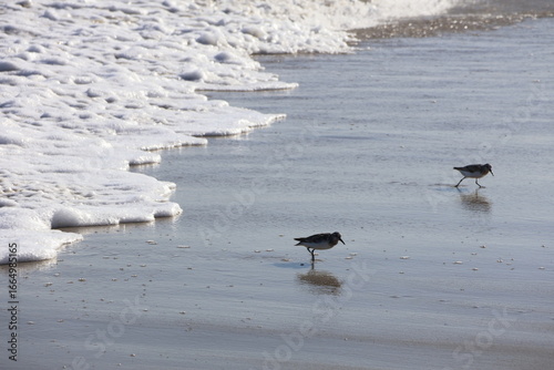 Canvas Print A group of Sandpipers scurry along the shoreline hunting for food, weaving in and out as the waves break along the beach head