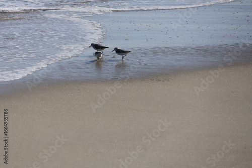 A group of Sandpipers scurry along the shoreline hunting for food, weaving in and out as the waves break along the beach head. 
