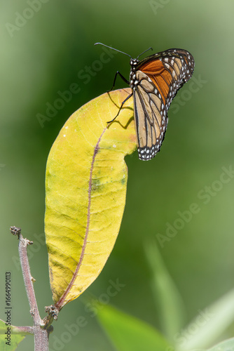 Monarch Butterfly in Frank Knowles Little River Reserve, Dartmouth, Massachusetts 